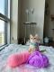 British Shorthair Cats for sale in Fairfax, VA, USA. price: $1,350