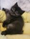British Shorthair Cats for sale in Grand Rapids, MI, USA. price: $1,000