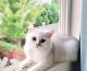 British Shorthair Cats for sale in San Francisco, CA, USA. price: $1,500