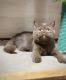 British Shorthair Cats for sale in Los Angeles, CA, USA. price: $1,900