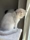 British Shorthair Cats for sale in Ashburn, VA, USA. price: $1,200