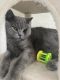 British Shorthair Cats for sale in Willowbrook, IL, USA. price: $2,000