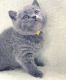 British Shorthair Cats for sale in Tucson, AZ, USA. price: $400