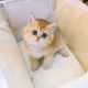British Shorthair Cats for sale in 6607 Cove Creek Dr, Billings, MT 59106, USA. price: $800