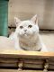 British Shorthair Cats for sale in Los Angeles, CA, USA. price: $1,800