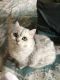 British Shorthair Cats for sale in Minneapolis, MN, USA. price: $700