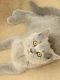 British Shorthair Cats for sale in Sacramento, CA, USA. price: $1,100