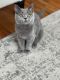 British Shorthair Cats for sale in Brooklyn, NY, USA. price: $1,300