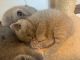 British Shorthair Cats for sale in Monroe, CT, USA. price: $1,500
