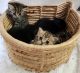 British Shorthair Cats for sale in Grand Rapids, MI, USA. price: NA