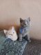 British Shorthair Cats for sale in Dallas, TX, USA. price: $650
