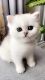 British Shorthair Cats for sale in Portland, OR, USA. price: $2,000