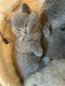 British Shorthair Cats for sale in Monroe, CT, USA. price: $1,500