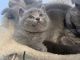 British Shorthair Cats for sale in Monroe, CT, USA. price: $1,600