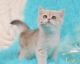 British Shorthair Cats for sale in West Hollywood, CA, USA. price: $2,500