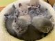 British Shorthair Cats for sale in Schaumburg, IL, USA. price: $700