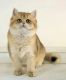 British Shorthair Cats for sale in Boiling Springs, SC 29316, USA. price: $800