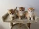 British Shorthair Cats for sale in San Diego, CA, USA. price: $2,000