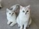 British Shorthair Cats for sale in Manhattan, New York, NY, USA. price: $500