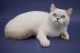 British Shorthair Cats for sale in Longview, WA, USA. price: NA