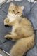 British Shorthair Cats for sale in Charlotte, NC, USA. price: $2,000