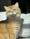 British Shorthair Cats for sale in Magnolia, TX, USA. price: $2,800