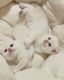 British Shorthair Cats for sale in Covington, WA 98042, USA. price: NA