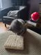 British Shorthair Cats for sale in Leicester, UK. price: 750 GBP