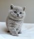 British Shorthair Cats for sale in Ardmore, AL 35739, USA. price: $500