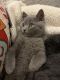 British Shorthair Cats for sale in Monroe, CT, USA. price: $1,400