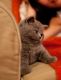 British Shorthair Cats for sale in Shakopee, MN 55379, USA. price: $500