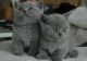 British Shorthair Cats for sale in Olathe, KS 66061, USA. price: $500