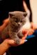 British Shorthair Cats for sale in El Prado, NM 87529, USA. price: $500