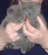 British Shorthair Cats for sale in Moses Lake, WA 98837, USA. price: $500