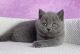 British Shorthair Cats for sale in Santa Barbara, CA, USA. price: $300