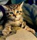 British Shorthair Cats for sale in San Francisco, CA, USA. price: $700