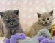 British Shorthair Cats for sale in Los Angeles, CA, USA. price: $340