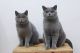 British Shorthair Cats for sale in Alpharetta, GA, USA. price: $800