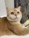 British Shorthair Cats for sale in San Ramon, CA, USA. price: $3,650