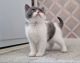 British Shorthair Cats for sale in Los Angeles, CA, USA. price: $320
