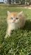 British Shorthair Cats for sale in San Diego, CA, USA. price: $3,000