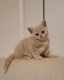 British Shorthair Cats for sale in Virginia Beach, VA, USA. price: $700