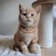 British Shorthair Cats for sale in California Coastal Trl, San Francisco, CA 94129, USA. price: $700