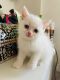 British Shorthair Cats for sale in Lake Los Angeles, California. price: $500