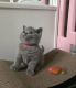 British Shorthair Cats for sale in Miami, Florida. price: $399