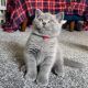 British Shorthair Cats for sale in Miami, Florida. price: $399