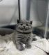 British Shorthair Cats for sale in Raleigh, North Carolina. price: $400