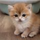 British Shorthair Cats for sale in Chino, CA, USA. price: $2,700