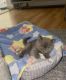 British Shorthair Cats for sale in Norwalk, Connecticut. price: $900