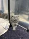 British Shorthair Cats for sale in Beaufort, South Carolina. price: $550